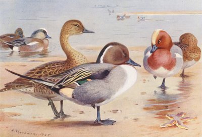 Amerikanische Pfeifente (männlich und weiblich), Spießente (männlich und weiblich), Pfeifente (männlich und weiblich) von Archibald Thorburn