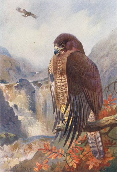 Mäusebussard von Archibald Thorburn