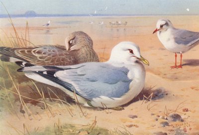 Sturmmöwe (erwachsen und jung), Lachmöwe (Winter) von Archibald Thorburn