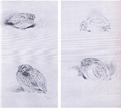 Rebhuhn und Wachtel, veröffentlicht von Book Club Associates von Archibald Thorburn