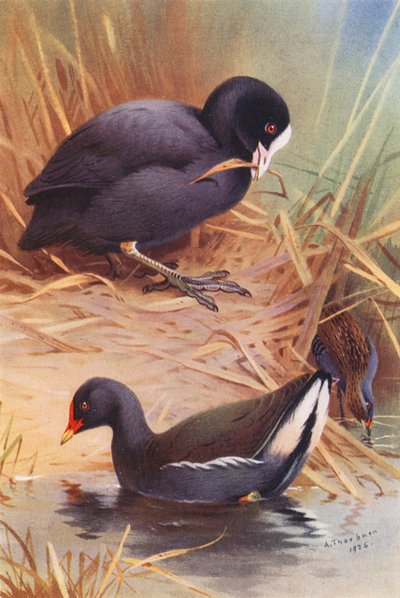 Blässhuhn, Teichhuhn, Baillons Sumpfhuhn von Archibald Thorburn