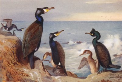 Kormoran (adult und unreif), Krähenscharbe (adult und unreif) von Archibald Thorburn