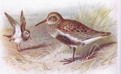 Alpenstrandläufer (Sommer und Winter), aus Vögel der Britischen Inseln und ihre Eier, veröffentlicht von Frederick Warne & Co Ltd, 1958 von Archibald Thorburn