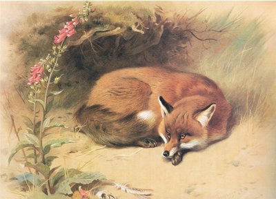 Fuchs mit Fingerhut, aus Thorburns Säugetiere, veröffentlicht von Longmans and Co, ca. 1920 von Archibald Thorburn