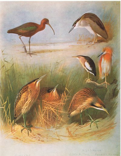 Glanzibis, Rohrdommel, Nachtreiher, Zwergdommel, Rallenreiher, Amerikanische Rohrdommel, veröffentlicht von Book Club Associates, 1972 von Archibald Thorburn