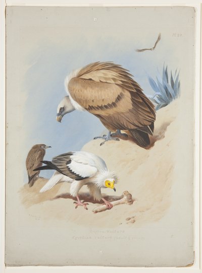 Gänsegeier und Schmutzgeier, ca. 1915 von Archibald Thorburn