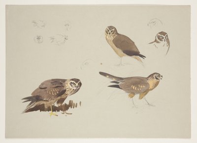 Weihe und Kampfläufer, ca. 1915 von Archibald Thorburn