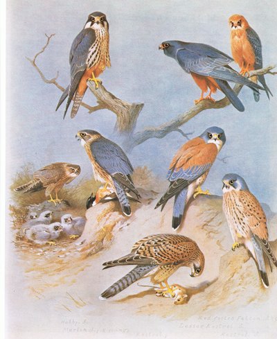 Baumfalke, Merlin, Rotfußfalke, Rötelfalke und Turmfalke, veröffentlicht von Book Club Associates, 1972 von Archibald Thorburn