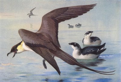 Langschwanz-Skua, Kleiner Alk (Winter) von Archibald Thorburn