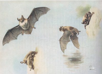 Wasserfledermaus und Teichfledermaus, aus Thorburns Säugetiere, veröffentlicht von Longmans and Co, ca. 1920 von Archibald Thorburn