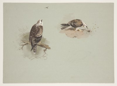 Blasser Honigbussard, ca. 1915 von Archibald Thorburn