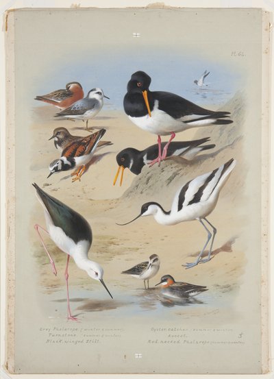 Wassertreter, Austernfischer, Säbelschnäbler, Steinwälzer und Stelzenläufer, ca. 1915 von Archibald Thorburn
