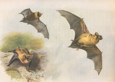 Zwergfledermaus oder Gemeine Fledermaus, aus Thorburns Säugetiere, veröffentlicht von Longmans and Co, ca. 1920 von Archibald Thorburn