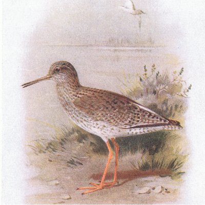 Rotschenkel, aus Vögel der Britischen Inseln und ihre Eier veröffentlicht von Frederick Warne & Co Ltd, 1958 von Archibald Thorburn