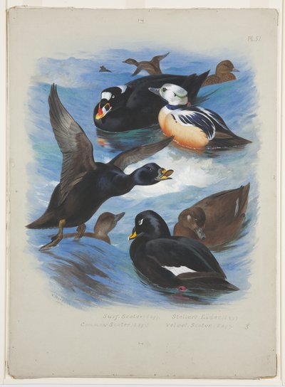 Trauerenten und Stellersche Eiderente, ca. 1915 von Archibald Thorburn
