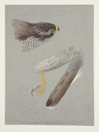 Studien von Kopf, Fuß und Flügel eines männlichen Habichts, ca. 1915 von Archibald Thorburn