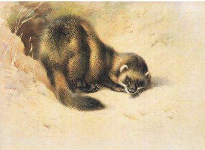 Das Iltis, aus Thorburns Säugetiere, veröffentlicht von Longmans und Co, ca. 1920 von Archibald Thorburn