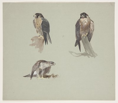 Drei Farbstudien eines männlichen Wanderfalken, ca. 1915 von Archibald Thorburn