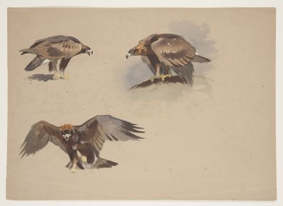 Drei kleine Skizzen eines Steinadlers, ca. 1915 von Archibald Thorburn
