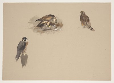 Drei kleine Vignetten von Wanderfalken und 2 anderen Greifvögeln, ca. 1915 von Archibald Thorburn
