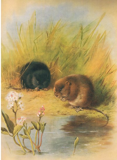 Wasserratte, aus Thorburns Säugetiere, veröffentlicht von Longmans und Co, ca. 1920 von Archibald Thorburn