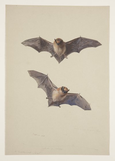 Bartfledermaus, ca. 1915 von Archibald Thorburn