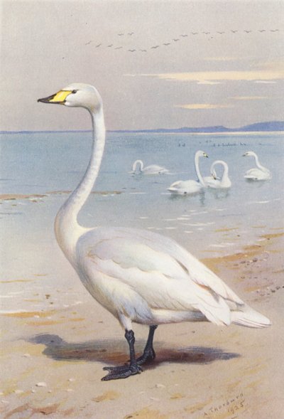 Singschwan von Archibald Thorburn