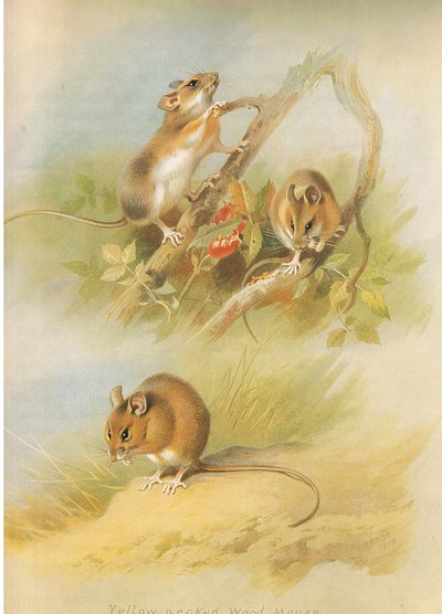 Gelbhalsmaus und St Kilda-Waldmaus, aus Thorburns Säugetiere, veröffentlicht von Longmans and Co, ca. 1920 von Archibald Thorburn