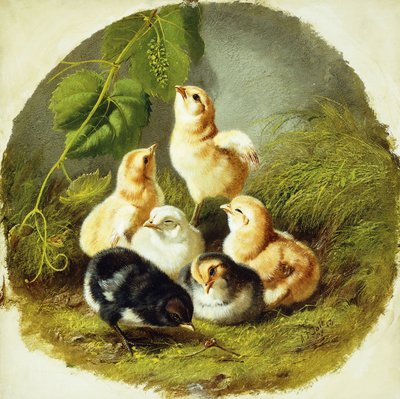 Küken, 1863 von Arthur Fitzwilliam Tait