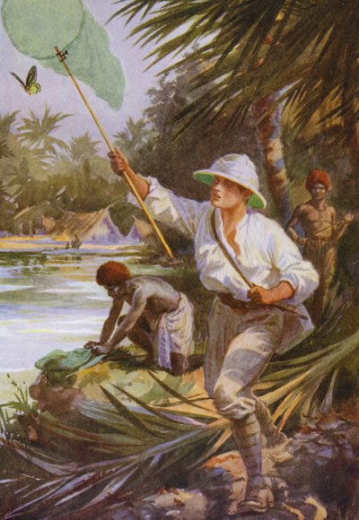 Schöne Schmetterlinge: Ein Sammler bei der Arbeit in Neuguinea von Arthur Twidle