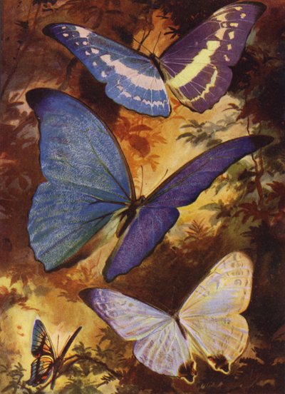 Schöne Schmetterlinge: Brillante Morphos usw. aus Südamerika von Arthur Twidle