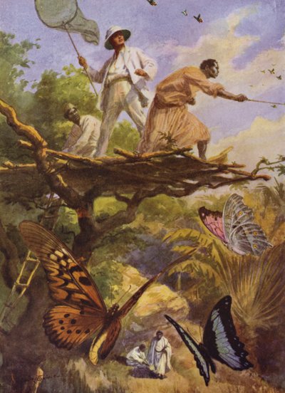 Schöne Schmetterlinge: Fang von Urania Rhipheus in Madagaskar von Arthur Twidle