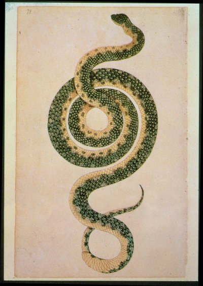 Schlange (Gravur) von Artist Unknown