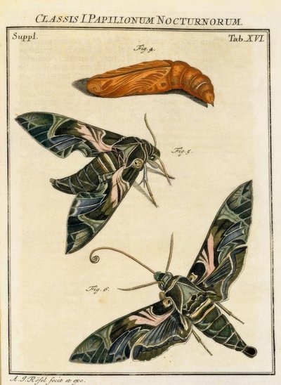 Schmetterling Daphnis neri / Rösel v. R. von August Johann Rösel von Rosenhof