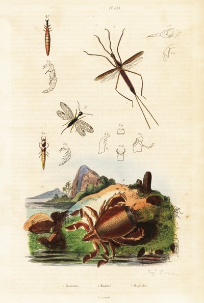 Roter Froschkrebs, Schlammfliege und Wasserwanze von Auguste Dumenil
