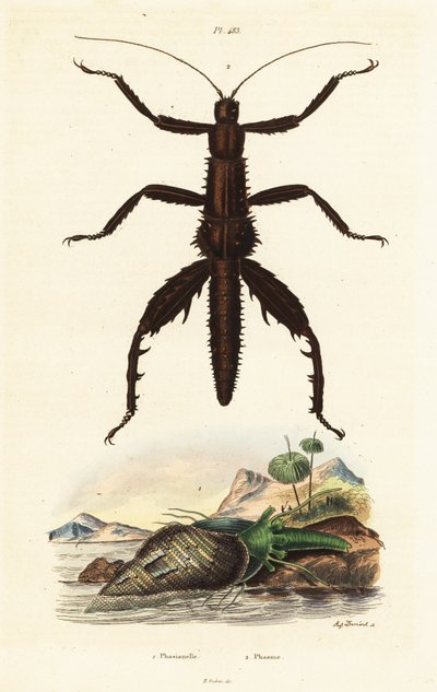 Dornteufel-Wanderstock und Australische Fasanenmuschel von Auguste Dumenil