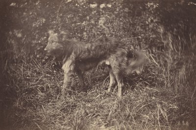 Studie eines Hundes, späte 1870er Jahre (Foto) von Auguste Giraudon