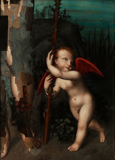 Amor mit einer Myrte von Aurelio Luini