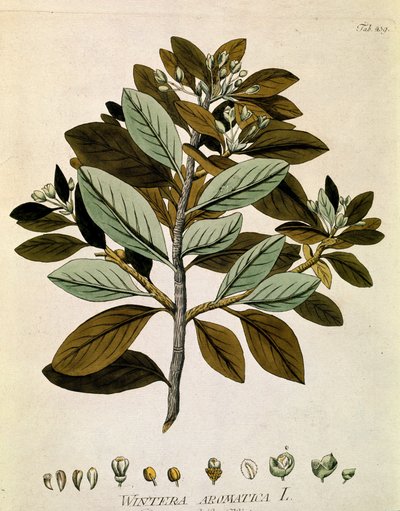 Botanik: „Winterrinde“ (Wintera aromatica) Tafel aus „Medicinalium secundum Linnaei digestarum“ von Joseph Jacobi Plenck (1735-1807) 1788-1803 Privatsammlung von Austrian School