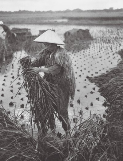Japan: Reisernte in der Nähe von Niigata von Axel von Graefe