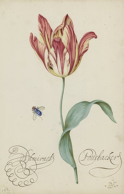 Studie einer Tulpe und einer Fliege von Balthasar van der Ast