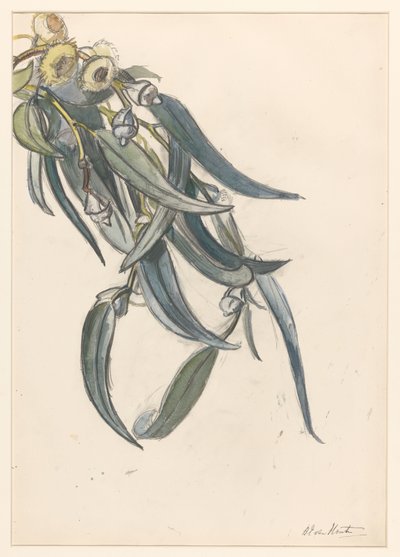 Blühender Zweig eines Eukalyptus von Barbara Elisabeth van Houten