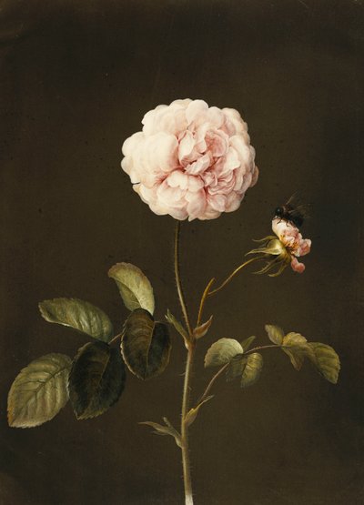 Eine Gallica-Rose mit einer Hummel von Barbara Regina Dietzsch