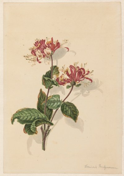 Zweig von wildem Geißblatt (Lonicera periclymenum) von Barend Hendrik Thier