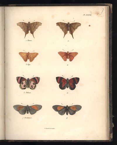 Lepidoptera, Pl. XXXVII, Illustration aus 