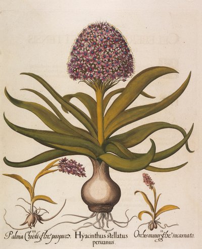 Hyacinthus stellatus, 1613 von Basilius Besler
