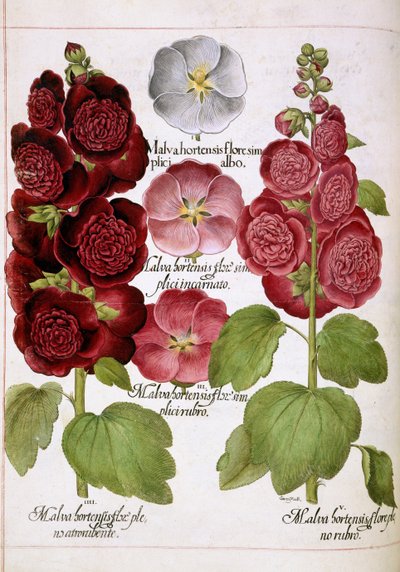 Malva Hortensis, aus 