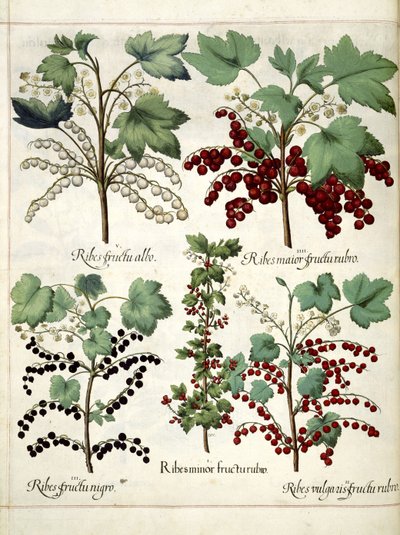 Rote und schwarze Johannisbeerpflanzen, aus 