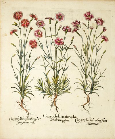 Sorten von Caryophyllus Sylvestris, veröffentlicht in Hortus Eystettensis von Basilius Besler