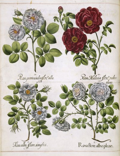 Weiße und rote Rose, aus 